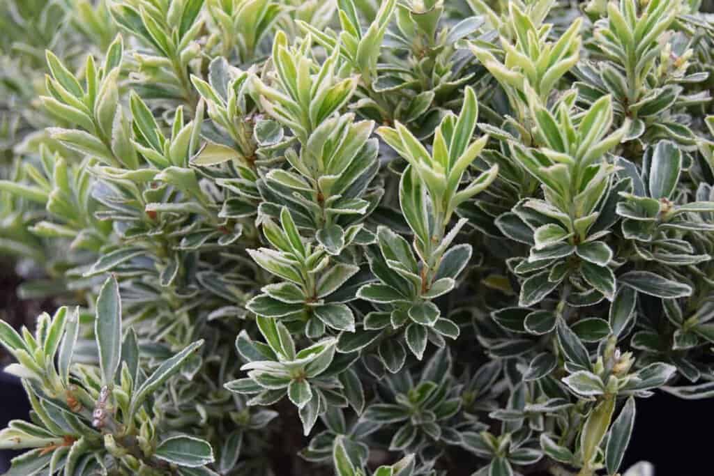 Euonymus japonicus 'Microphyllus Albovariegatus' <span class="hidden specialOffer"></span> 20-30 cm